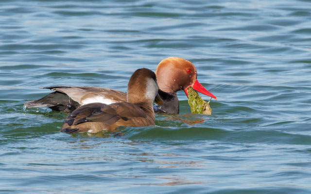 Kolbenenten - Red-crested Ducks - #5719
