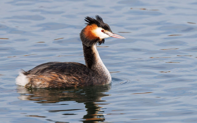 Haubentaucher - Great Crested Grebe - #4435