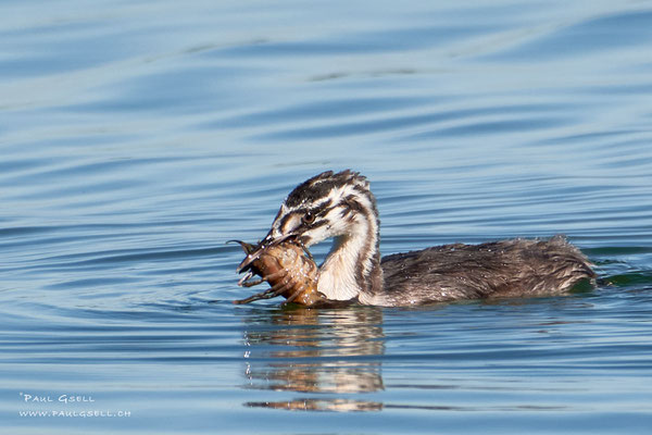Haubentaucher - Great Crested Grebe - #0300