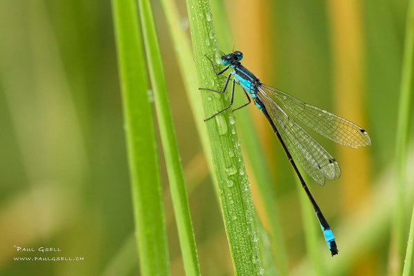 Grosse Pechlibelle - Common Bluetail - #2473
