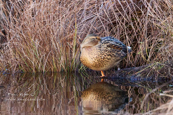 Stockente Weibchen - Mallard Female - #0405