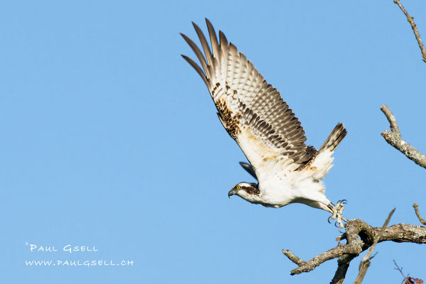 Fischadler - Osprey - #2495