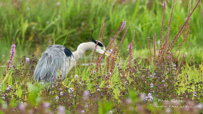 Graureiher - Grey Heron - #6747