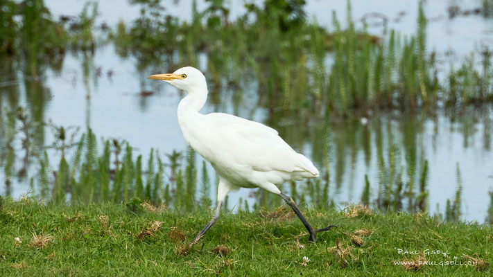 Kuhreiher - Cattle Egret - #5256