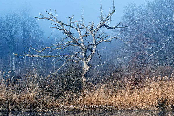 Morgennebel im Wald am See - #8021