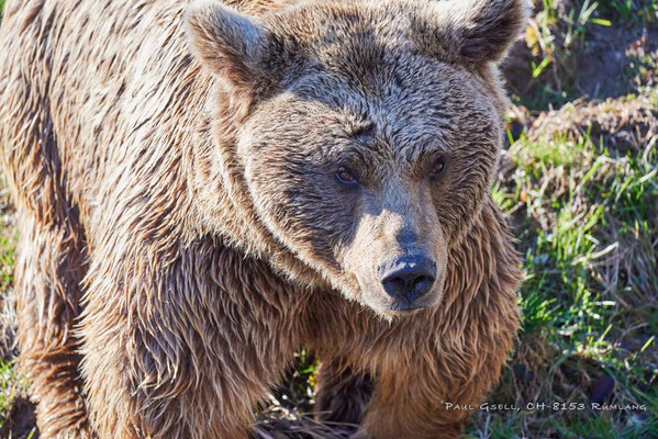 Syrischer Braunbär im Tierpark Goldau / SZ - #5866