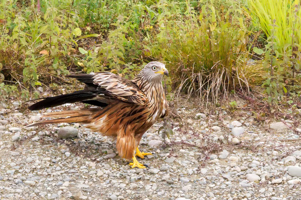 Rotmilan - Red Kite - #2889