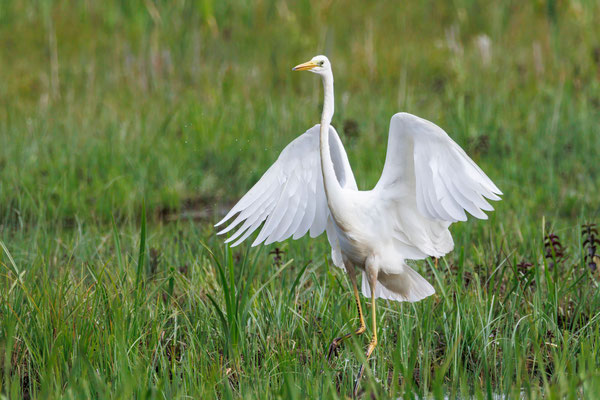 Silberreiher - Great White Egret - #0117
