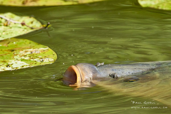 Karpfen - Carp - #2806