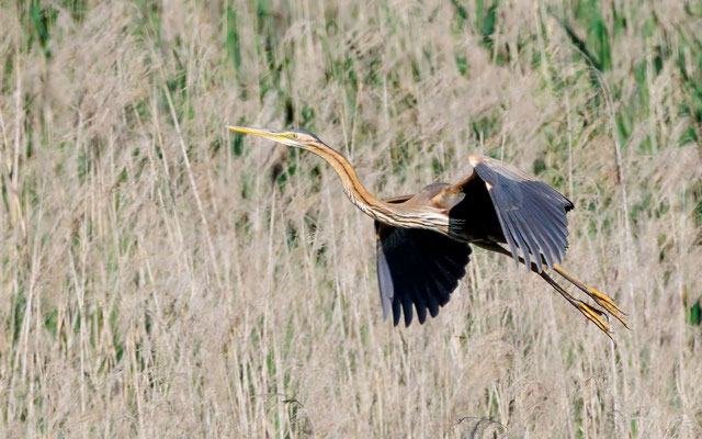 Purpurreiher - Purple Heron - #7633