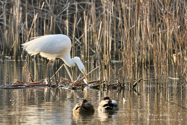 Silberreiher - Great White Egret - #3277