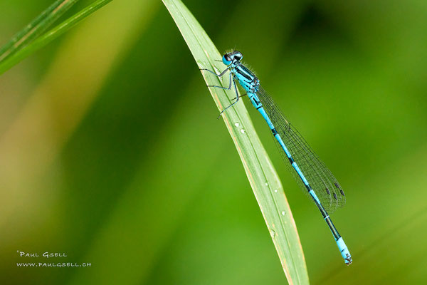 Hufeisen-Azurjungfer - Azure Bluet - #2452