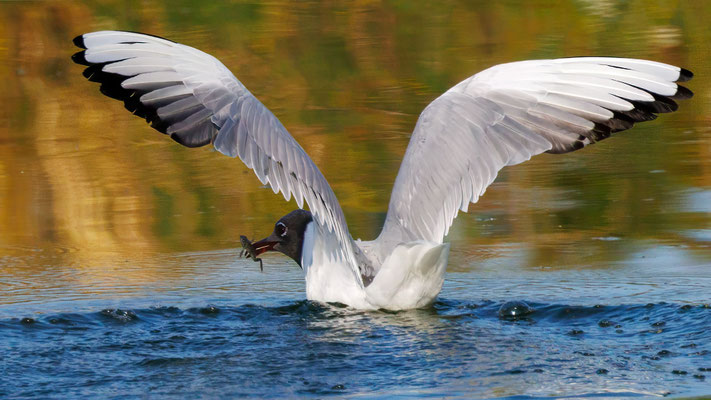 Lachmöwe - Black-headed Gull - #0749
