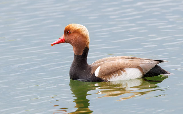 Kolbenente - Red-crested Duck - #5364
