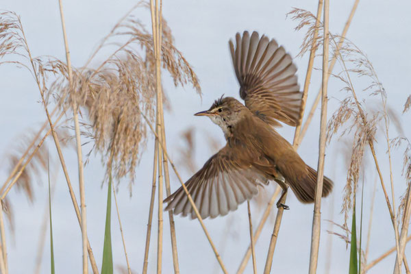 Drosselrohrsänger - Geat Reed Warbler - #5229