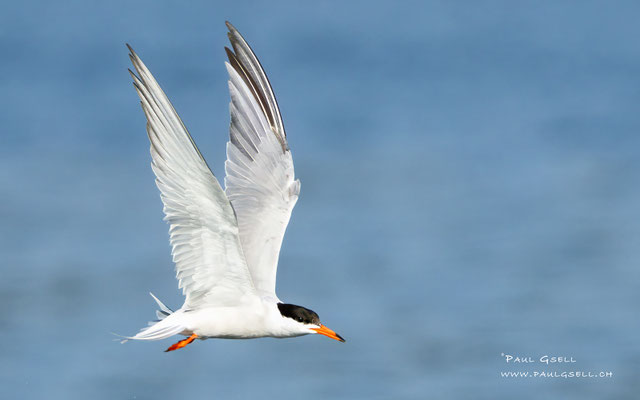 Flußseeschwalbe - Common Tern - #6772