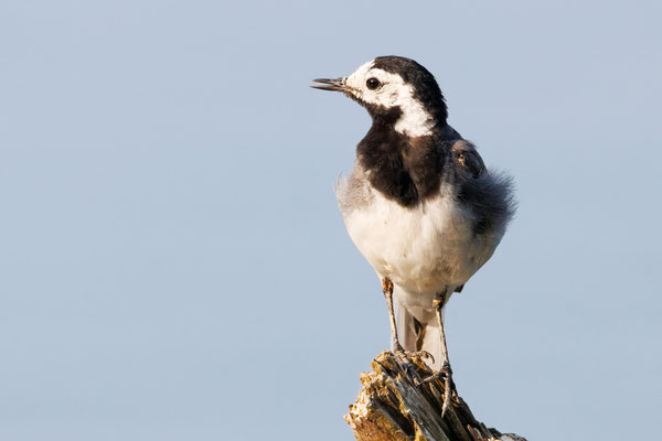 Bachstelze - White Wagtail - #9864