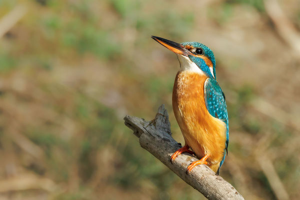 Eisvogel Weibchen - Kingfisher Female - #4756