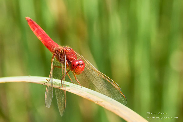 Feuerlibelle - Broad Scarlet - #2072