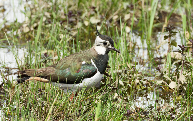 Kiebitz - Northern Lapwing - #0857