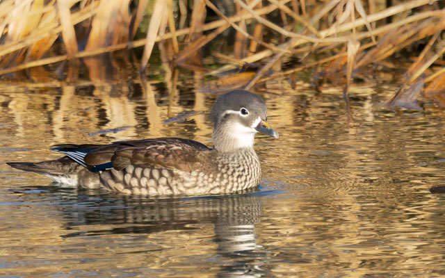 Mandarinente Weibchen - Mandarin Duck Female - #2616