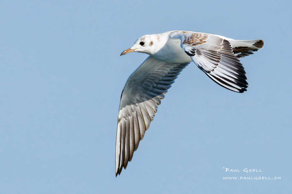 Lachmöwe - Black-headed Gull - #7050