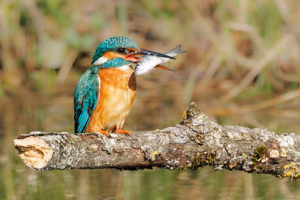 Eisvogel Weibchen - Kingfisher female - #6470