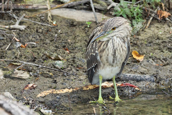 Nachtreiher, Jungvogel - Night heron, juvenile bird - #4629