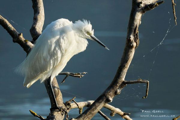 Seidenreiher - Little Egret  #6771