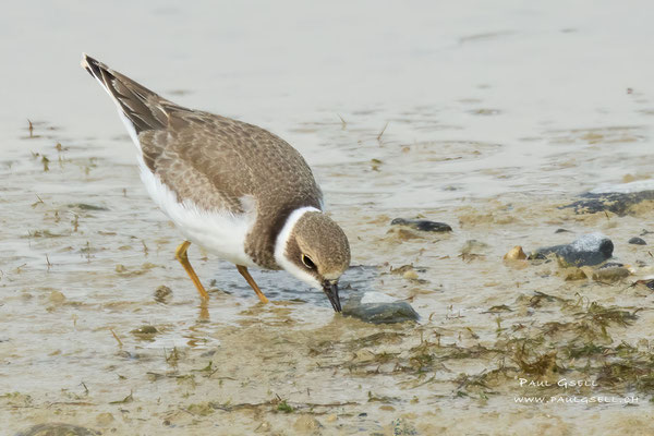 Flussregenpfeifer - Little Ringed Plover - #0077
