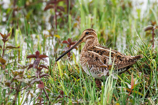 Bekassine - Common Snipe - #0787