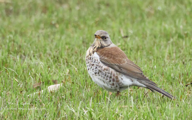 Wacholderdrossel - Fieldfare - #1708