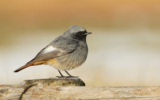 Hausrotschwanz - Black Redstart - #1914