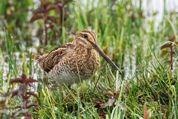 Bekassine - Common Snipe - #0744