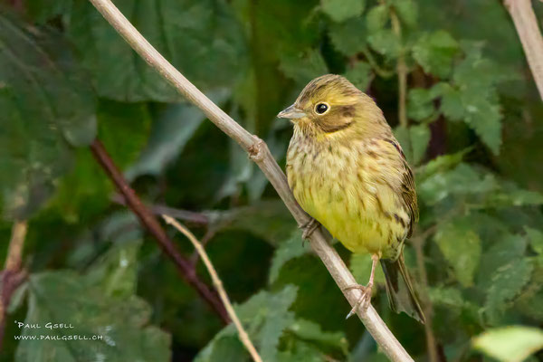 Goldammer - Yellowhammer - #8952