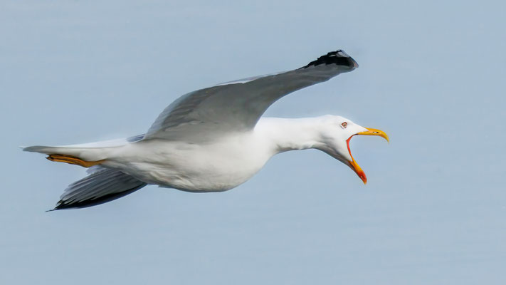 Mittelmeermöwe - yellow-legged Gull - #1648