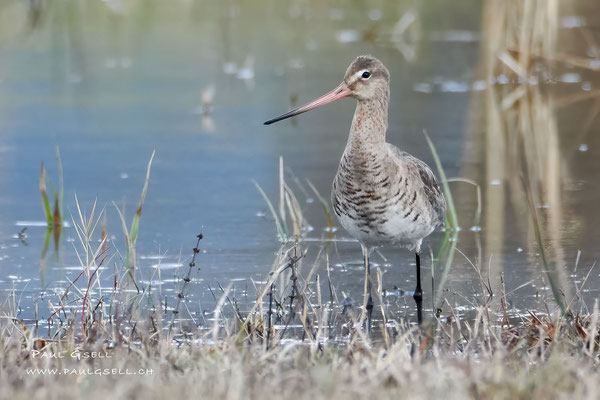 Uferschnepfe - Black-tailed Godwit - #8550