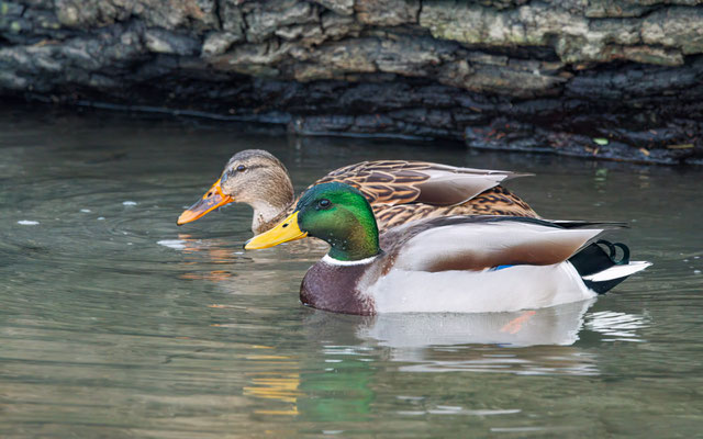 Stockenten Pärchen - Mallard Duck Couple #0641