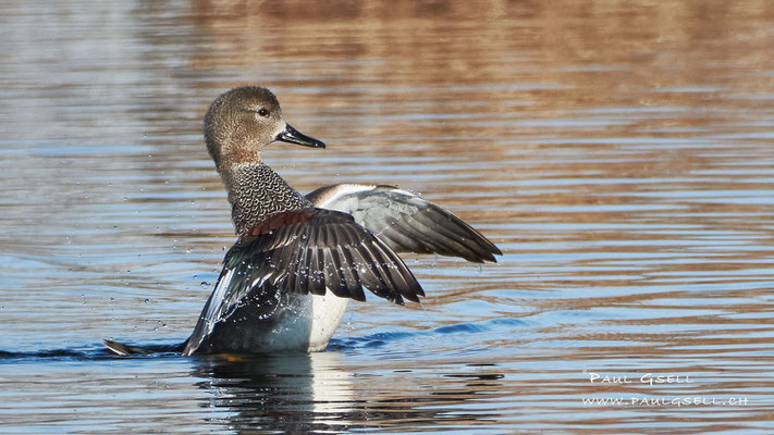 Schnatterente - Gadwall - #2058