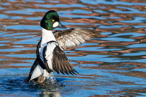 Schellente - Goldeneye - #4303