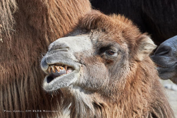 Kamel - Camel - im Zoo Zürich - #8843