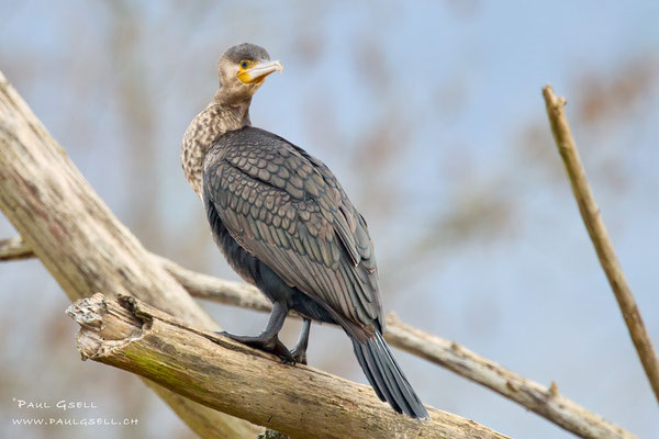 Kormoran - Great Cormorant - #5210
