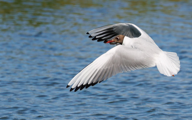 Lachmöwe - Black-headed Gull - #0365