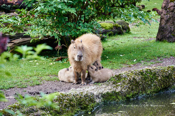 Capybara mit Jungen im Zoo Zürich - #2648