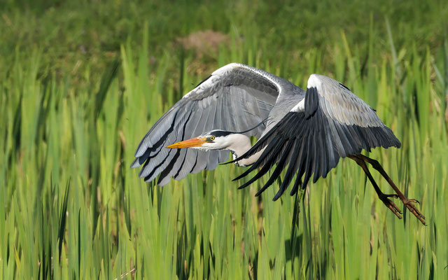 Graureiher - Grey Heron - #9926