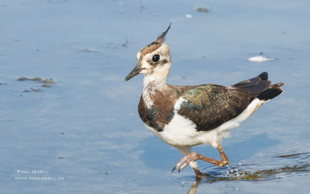 Kiebitz - Lapwing - #9881