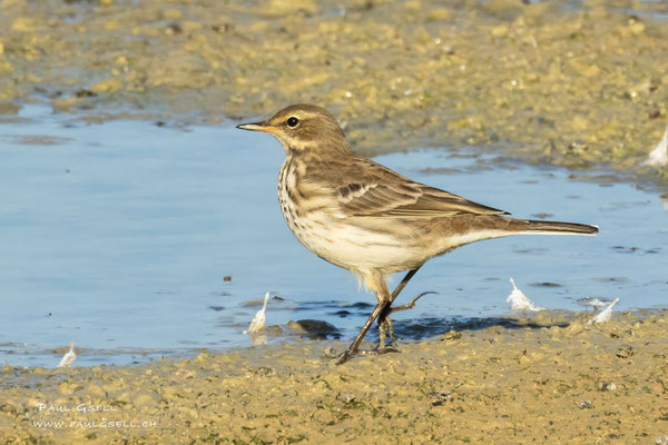 Bergpieper - Water Pipit - #7120