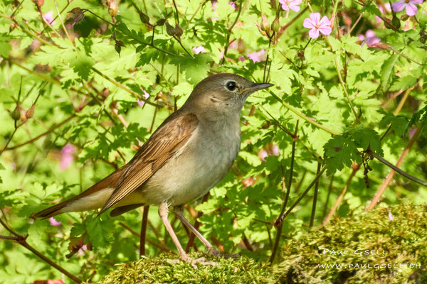Nachtigall - Nightingale - #1235