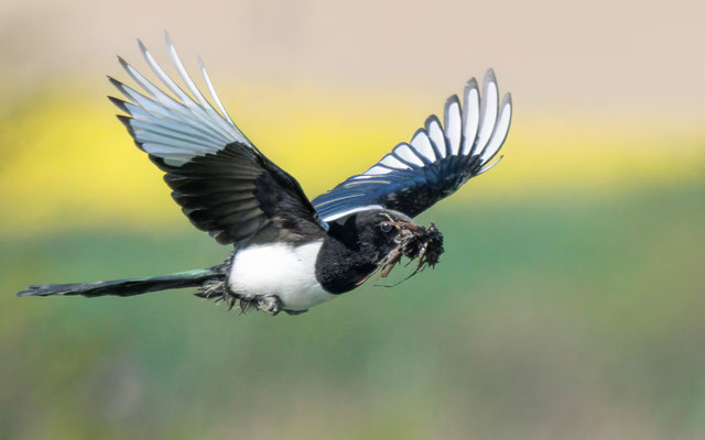 Elster - Magpie - #2261