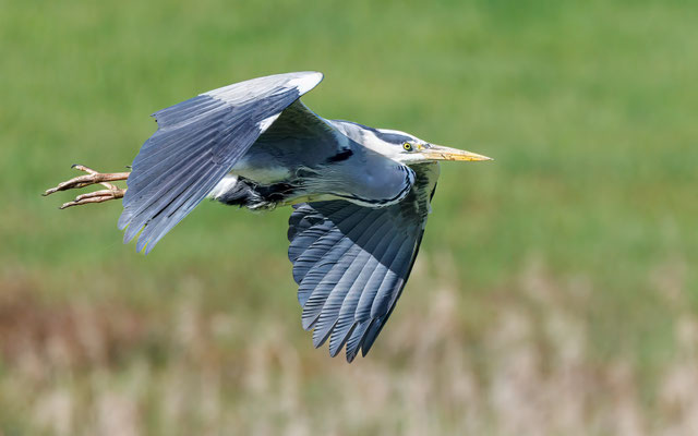 Graureiher - Grey Heron - #9162